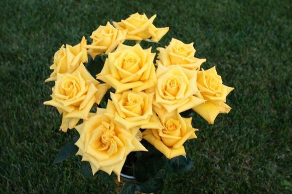 bouquet of yellow roses