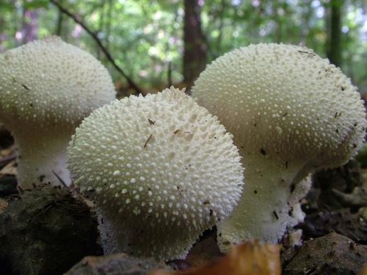 bovist mushrooms forest