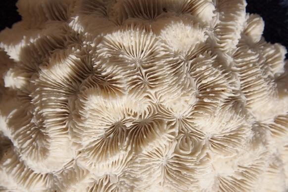 brain coral hard corals skeletal structure