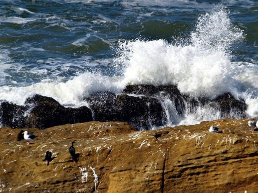 braking waves rocks cormorant