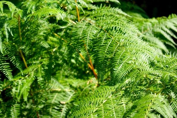 branch bright closeup environment fern flora foliage