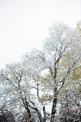 branch bright cold countryside foliage forest frost