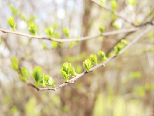 branch bud spring