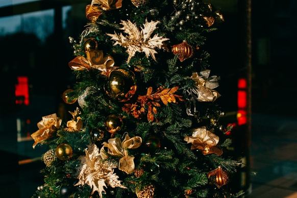 branch card christmas christmas tree color decoration