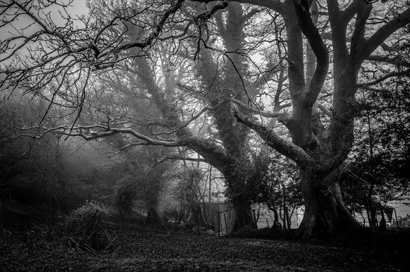 branch eerie environment fog forest landscape leaves