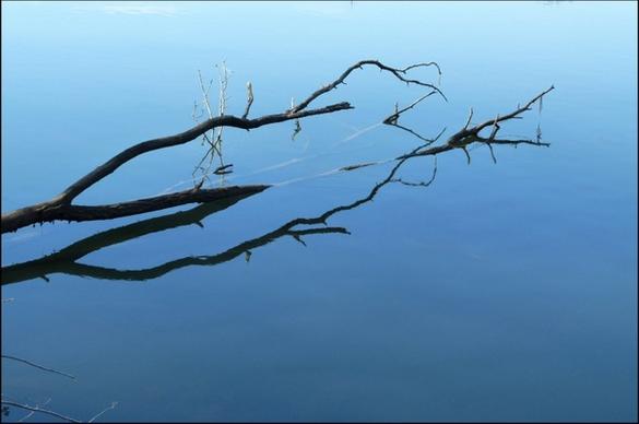 branches in water