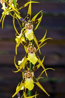 brassia verrucosa orchid flower