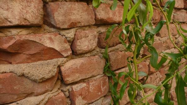brick wall and ivy