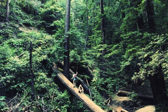 bridge conifer evergreen footbridge forest hiking