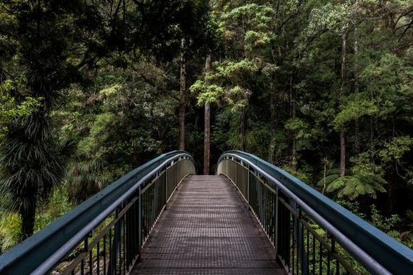 bridge daytime footbridge forest lush nobody