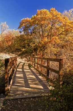bridge path forest autumnjpg