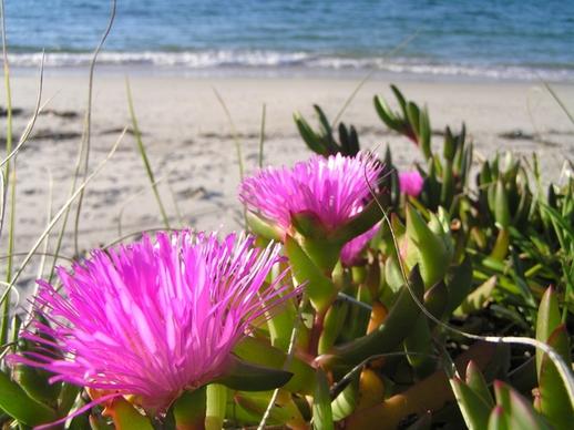 bright flowers amp beach