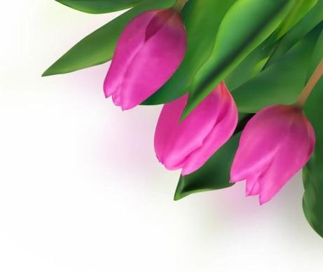 bright tulips 04 vector