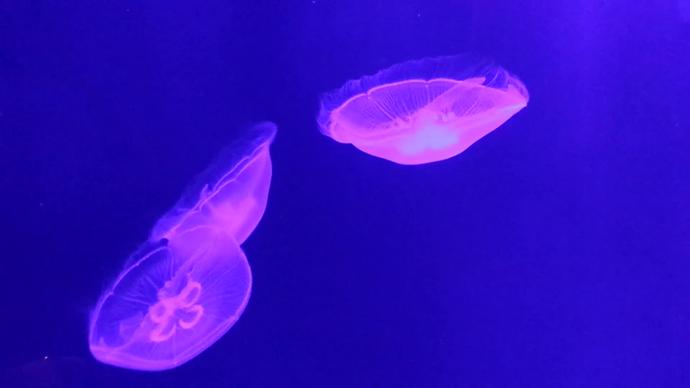 brightly transparent jelly fishes in deep ocean