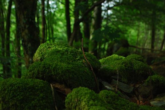 british columbia conifer daytime evergreen fern