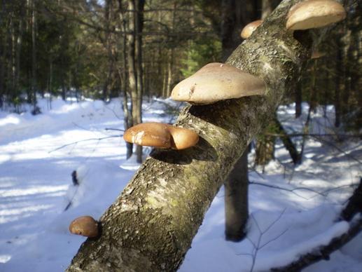 brochette of mushrooms