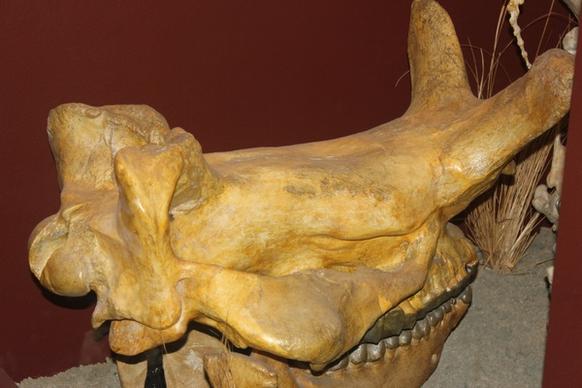 brontops skull
