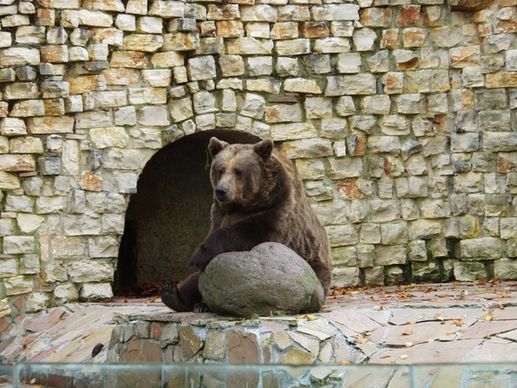 brown bear predator sit