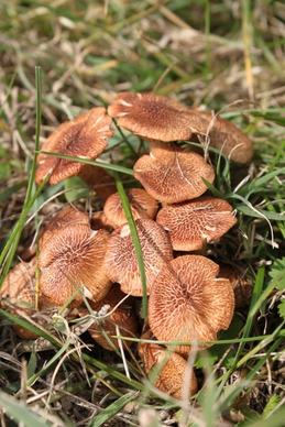 brown fungi grass