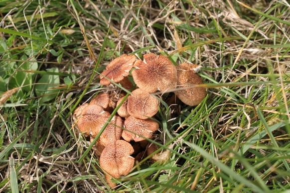 brown fungi grass