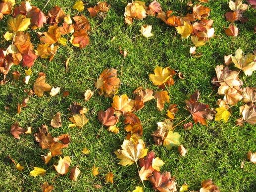brown leaves on the grass