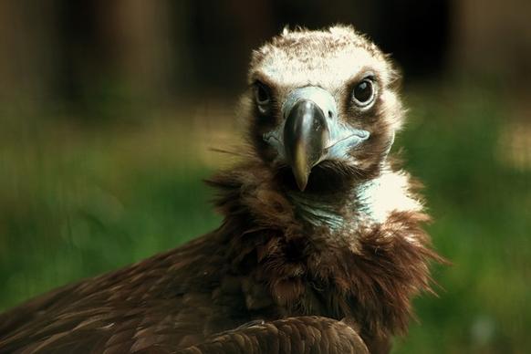 brown vulture