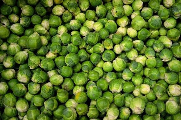 brussels sprouts sprouts cabbage