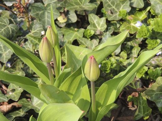 bud tulip green
