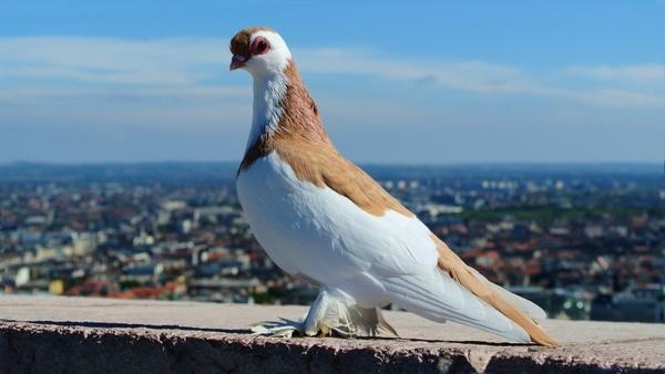 budapest pigeon portrait