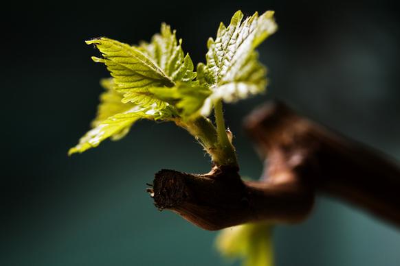 budding grape vine