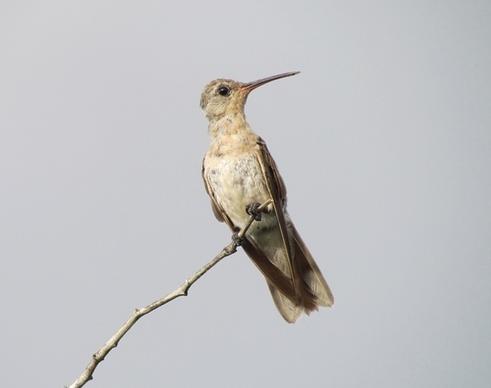 buffy hummingbird twig branch