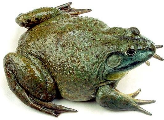 bullfrog highdefinition picture