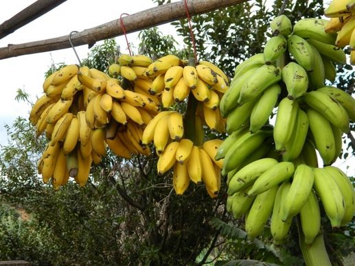 bunch of bananas banana trade on the road