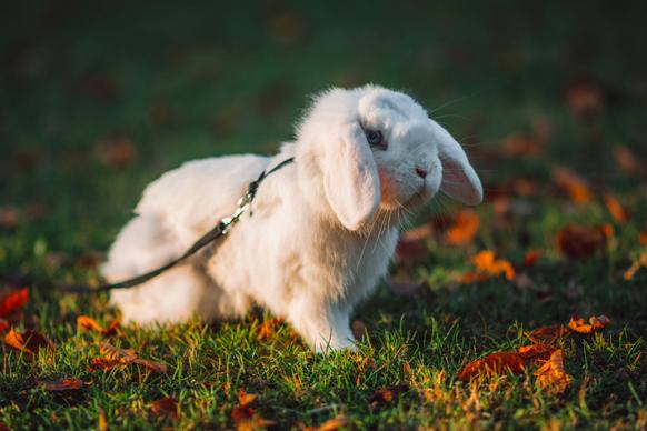 bunny pet picture cute contrast closeup