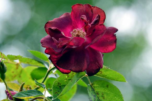 burgundy rose