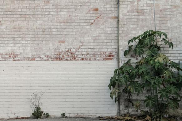 bush growing against white brick wall