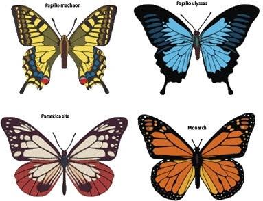 Butterflies free vector