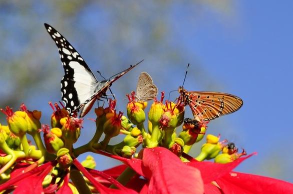 butterflies poinsettia animal world