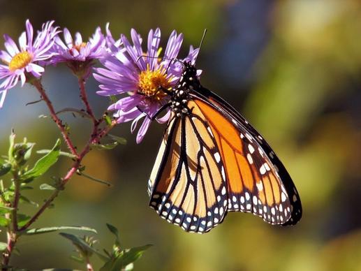 butterfly butterflies monarch