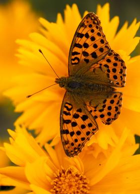 butterfly flower backdrop elegant closeup