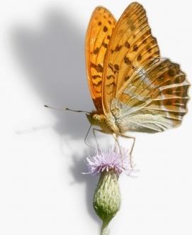 butterfly fritillary argynnis paphia