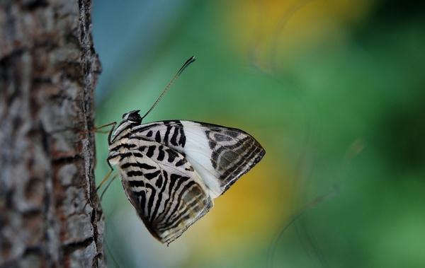 butterfly insects animal