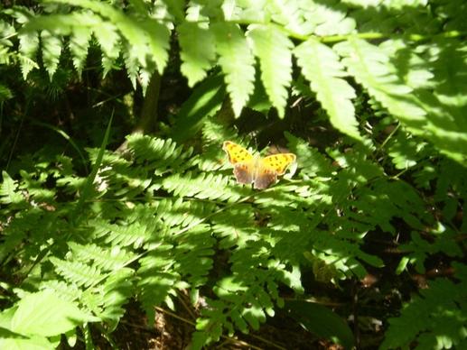 butterfly on fern