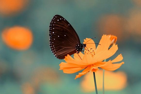 butterfly on yellow flower