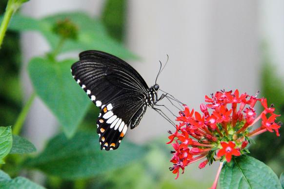 butterfly perching flower picture elegant closeup 