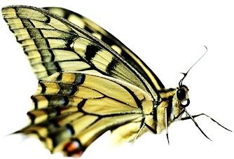 butterfly picture 2