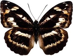 butterfly picture 3