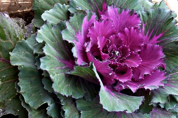 cabbage decoration plants