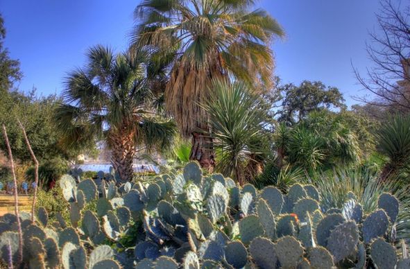 cacti and trees in san antonio texas