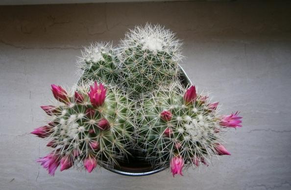 cactus bloom sting